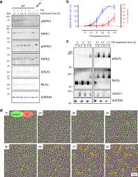 Looking for shindo life codes roblox that actually work and give free spins? Mlkl Trafficking And Accumulation At The Plasma Membrane Control The Kinetics And Threshold For Necroptosis Nature Communications