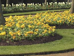 Must Have Bedding Plants Fill Your