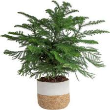 Norfolk Island Pine Indoor Plant