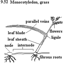 Maize Plant Type Of Leaf Shape Of Leaf Blade Venation Leaf