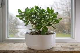 Succulent Plants Types Care Tips And