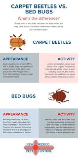 kriška dosljedan trpiti carpet beetle