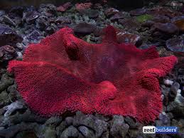 this red carpet anemone in bali is