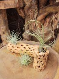 Including the best air plants you can buy there are many types of air plants. Watering Air Plant 101 Succulents Box