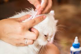 My cat was doing to same. Simple Home Remedies For Cat Ear Mites Lovetoknow