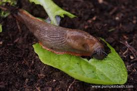 plants from slugs and snails