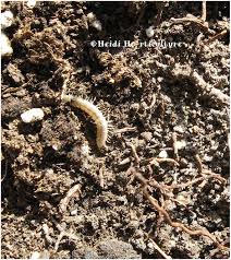 worms in house plant soil