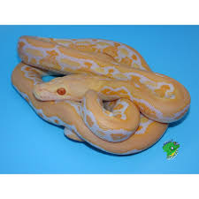 albino tiger reticulated python baby