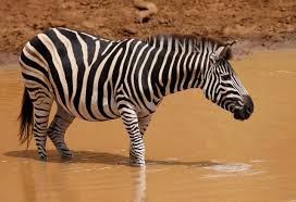This species' habitat is shrinking, however, and they are now extinct in burundi and lesotho. Close Encounters Like Most Plains Zebras Burchell S Zebras Live In Small Family Groups These Can Be Either Harem Or Bachelor Groups With Harem Groups Consisting Of One Stallion And One To