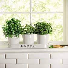 How To Make A Windowsill Herb Garden