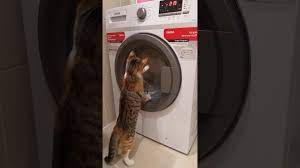 çamaşır makinesi izleyen komik kedi videoları. - YouTube