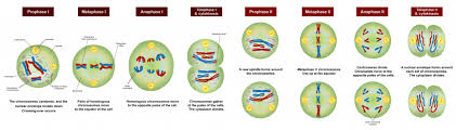 meiosis clroom partners