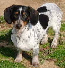 Image result for dachshunds 