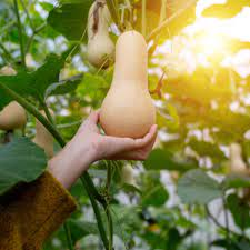 Most squashes grow enormous, but these tiny gems make perfect single servings. Butternut Squash Growing Guide Plant Care Tips