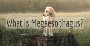 Megaesophagus can be a congenital condition that is present from birth. What Is Megaesophagus Good Pet Parent