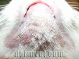 feline acne in lacey wa dermatology