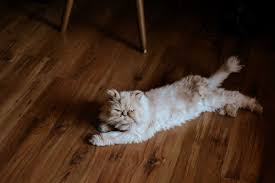 cat ing on hardwood floors why