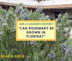Can Rosemary Be Grown In Florida