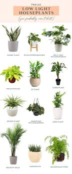 Twelve Low Light Indoor Plants You Probably Can T Kill Low Light House Plants Indoor Plants Low Light Plant Decor Indoor