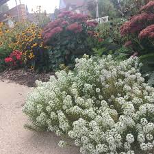 sweet alyssum how to grow and care for