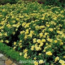 flower carpet yellow rose star