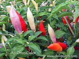 Chileplants Com Aji Omnicolor Live Chile Pepper Plant