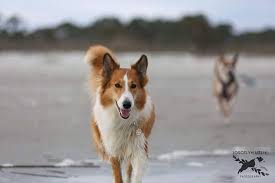how smart are rough collies collie