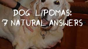 dog fatty tumors how to tell and treat