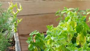 How To Start Your Own Herb Garden 11