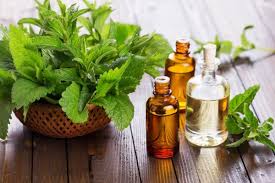 Peppermint Oil Safe For Dogs