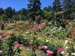 see the 4 public rose gardens of