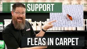 treat fleas in carpet pest support