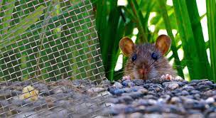 Diy Guide To Rat Control Using Wire Mesh