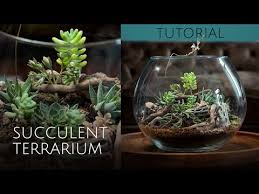Succulent Terrarium Tutorial Step By