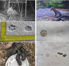 Poultry Predator Identification A Guide To Tracks And Sign