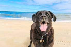 your dog on the outer banks