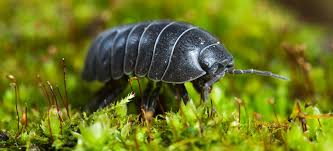 the bizarre world of woodlice seven