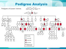 Pedigree Analysis Have You Ever Seen A Family Tree Do You