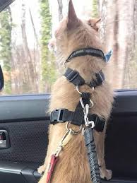 Reflective Adjustable Pet Car Seat Belt