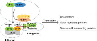 Messenger rna translated into protein. Targeting Translation Of Mrna As A Therapeutic Strategy In Cancer Springerlink