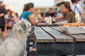 top 5 dog friendly restaurants in