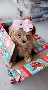 toy poodle breed information steed s