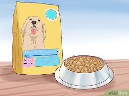 6 ways to care for a toy poodle wikihow