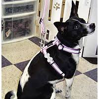 Reflective Harness By Red Dingo For Small Dogs From Golly Gear