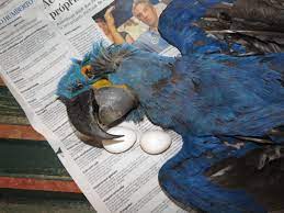 brazil s blue macaws golden lion