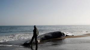Why Are Gray Whales Starving In The Pacific Quartz