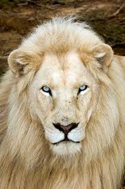 male white lion stock image z934