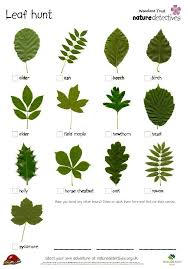 Leaf Identification Leaves Nature Hunt Forest School