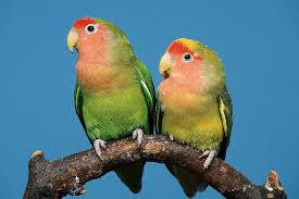 facts about lovebirds