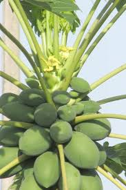 Though you can grow papayas by tissue culture and rooted cuttings, they are mainly grown from seeds. Papaya Life Is Just Ducky